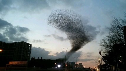 İstanbul semalarında sığırcıklardan görsel şölen