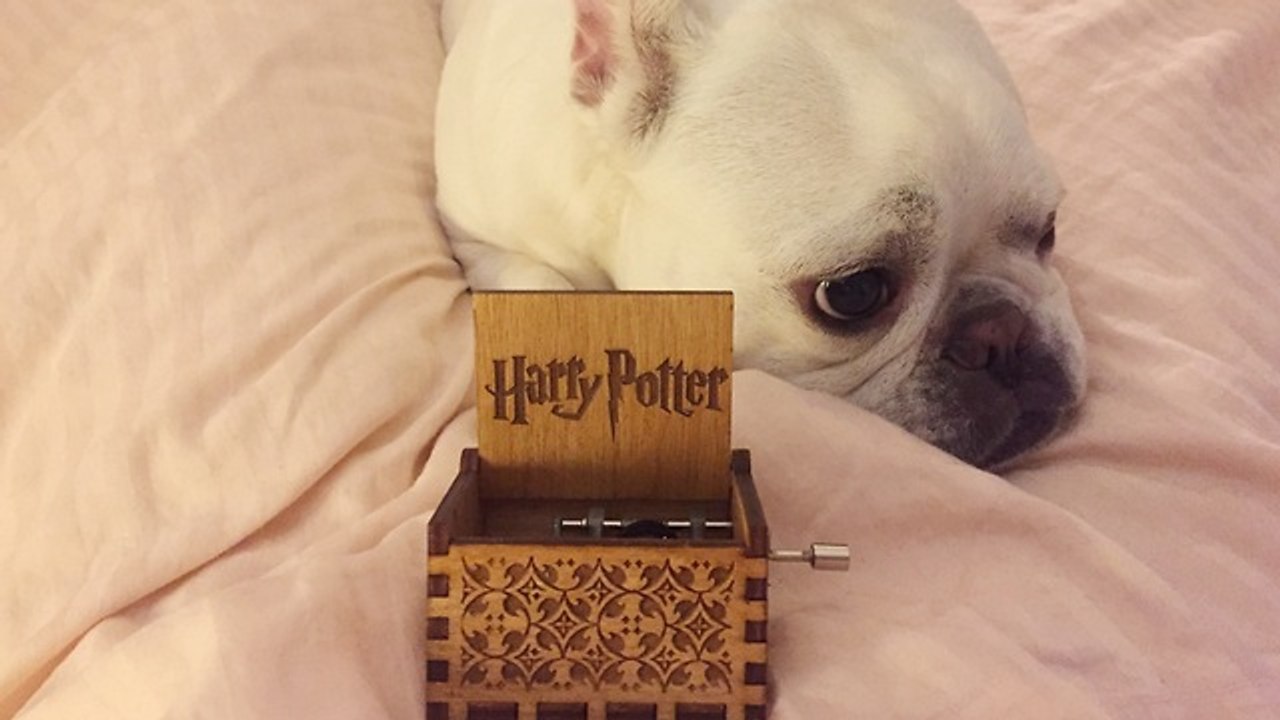 Dog falls asleep to Harry Potter theme from Orgel music box