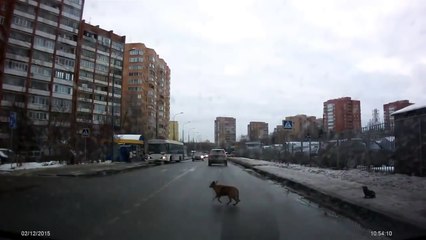 Ce conducteur russe aide un chiot à traverser la route