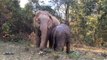 Retrouvailles de 2 éléphants après 3 ans de séparations pour le tourisme