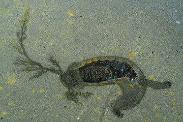 Top 10 Strangest Recent Ocean Discoveries