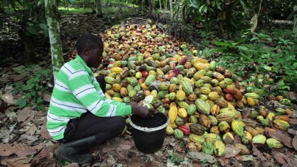 Le cacao congolais, une ressource d'avenir