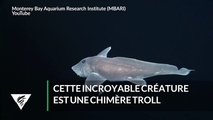Le requin fantôme porte bien son nom