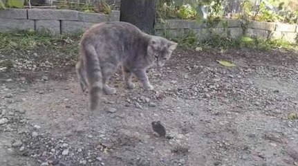 Download Video: Un chat se fait voler son repas d'une façon surprenante !