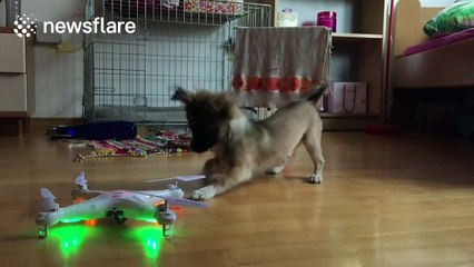 Chihuahua puppy plays with mini drone