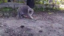 Cuando una gallina le enseña a un gato cómo cazar un ratón