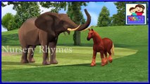3d colors song with elephant & horse - 3d animated cartoons for kids & children - by nursery rhymes