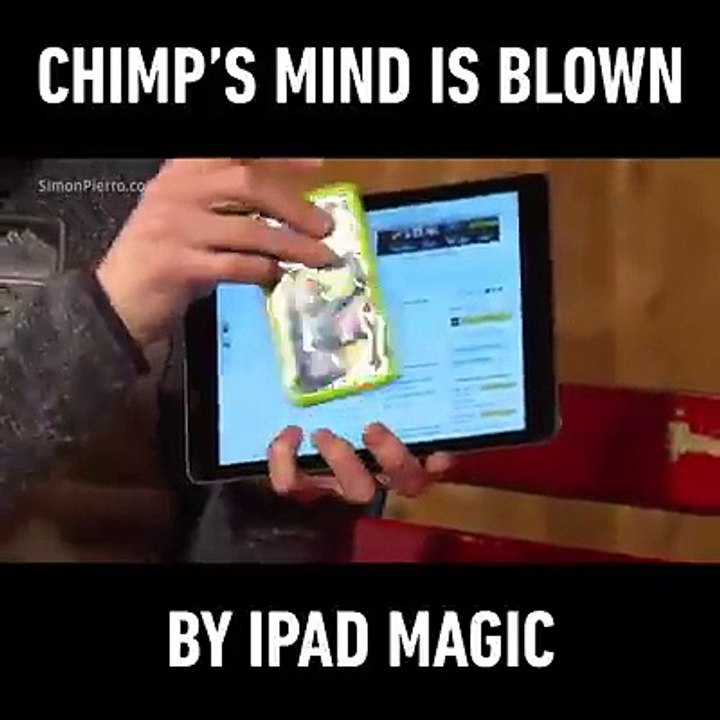 Les réactions surprenantes d'un Chimpanzé face à des tours de magie