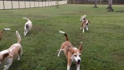 La nouvelle astuce pour faire faire du sport à votre chien !