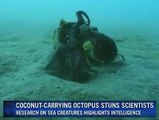 Australian scientists say the humble octopus may be smarter than previously