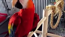 FUNNY PARROTS Worlds BEST Talking Parrots