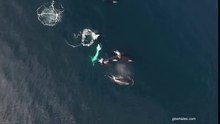 Killer Whales Attack a Shark