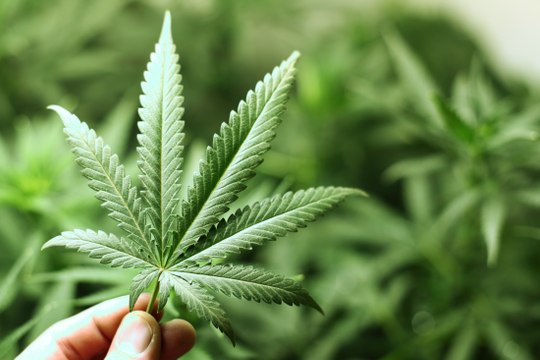 Politiques et cannabis : qui dit quoi ?