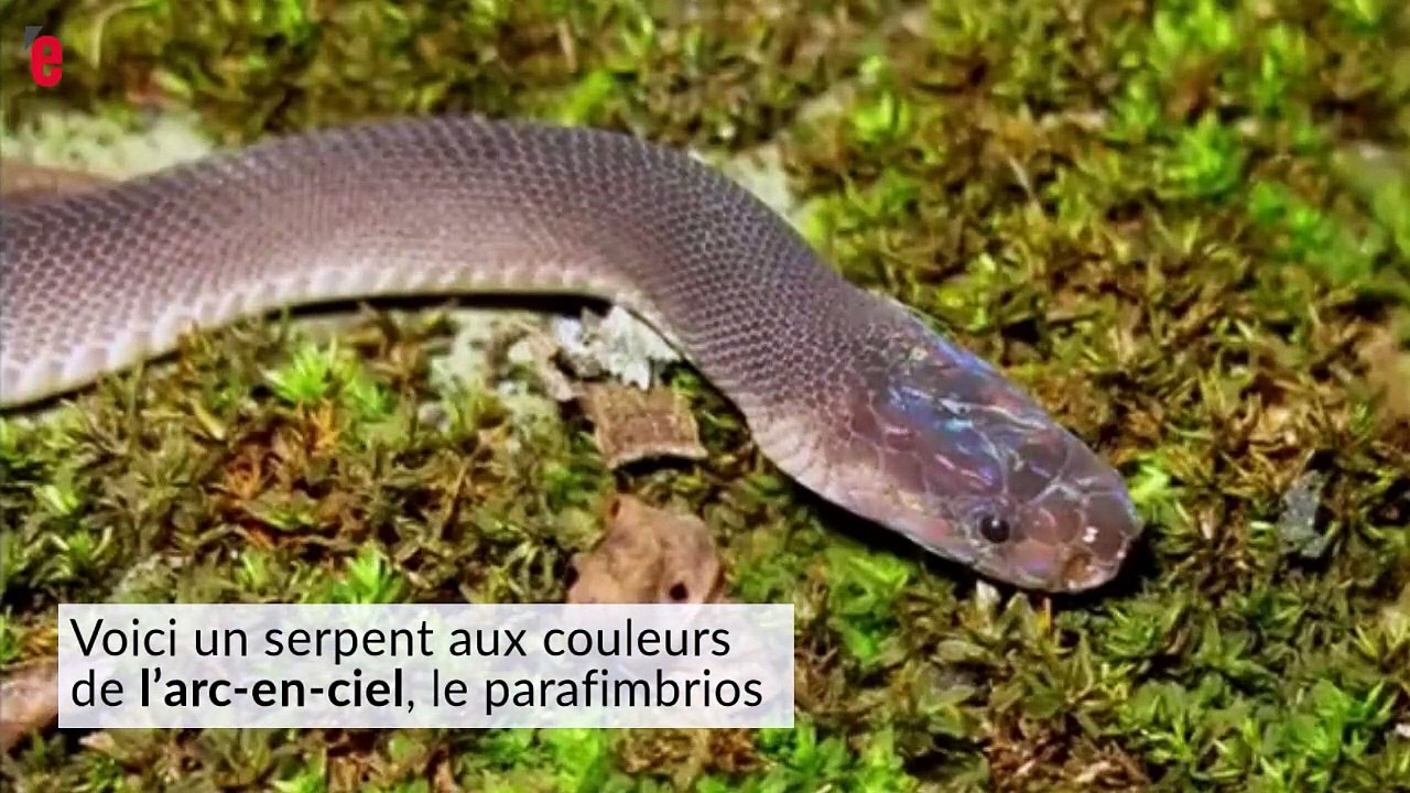 Asie: 163 nouvelles espèces découvertes dans le Grand Mékong