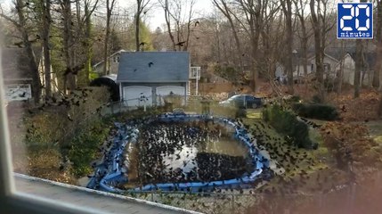 Des centaines de corbeaux envahissent son jardin ! - Le rewind du lundi 19 décembre 2016.