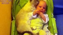 Cats and Babies Cat Meets Baby for First Time