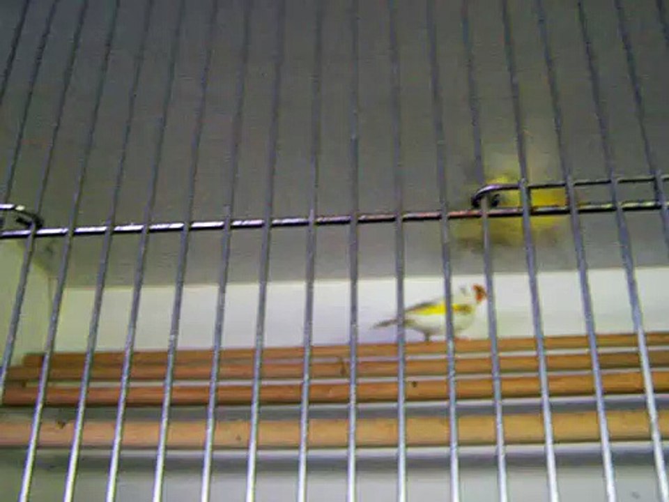 Mutation chardonneret (1)
