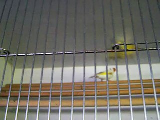 Mutation chardonneret (1)