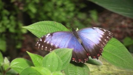 How the Morpho Butterfly Can Be Blue But Also Not Really Blue
