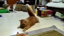 Cats VS Laser Pointers (NEW) (HD) [Funny Pets]