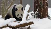 PANDAS Playing in Snow (HD) [Funny Pets]