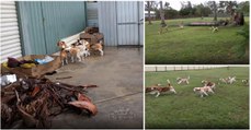 Dono descobre a forma ideal de colocar os seus cães beagles a fazer exercício físico