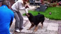 Dogs Meets Owner After Long Time ★ TRY NOT TO CRY (HD) [Funny Pets]