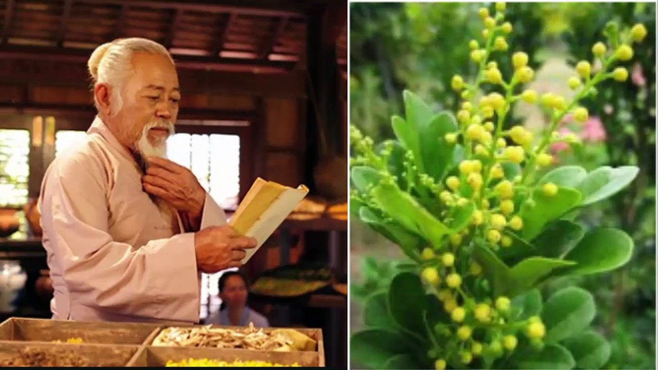 CÂY THUỐC NAM: CÂY NGÂU, CÔNG DỤNG CHỮA BỆNH TUYỆT VỜI TỪ CÂY NGÂU