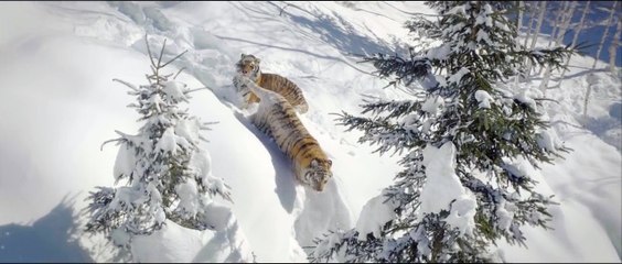 Un drone capture un moment incroyable : deux tigres en train de jouer dans la neige