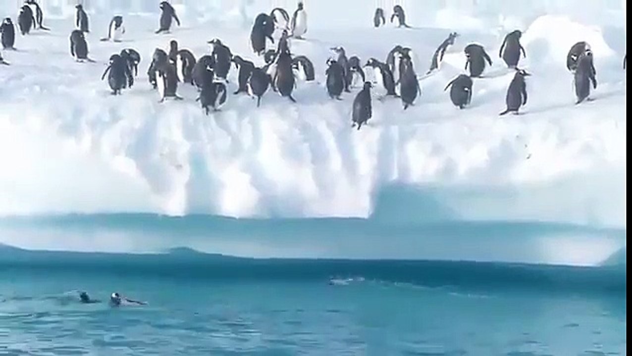 Rezil olan penguenler