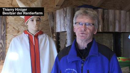 Rentiere leiden unter dem Klimawandel