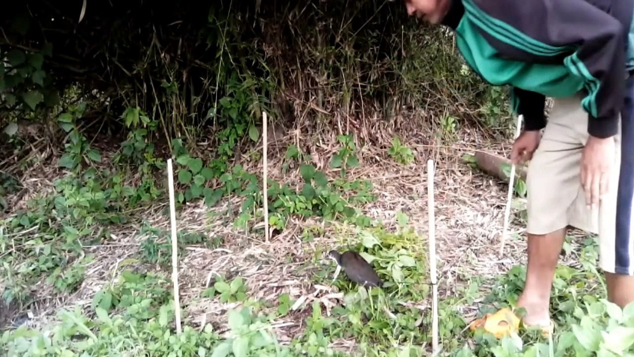 How to catch Bird in Thailand