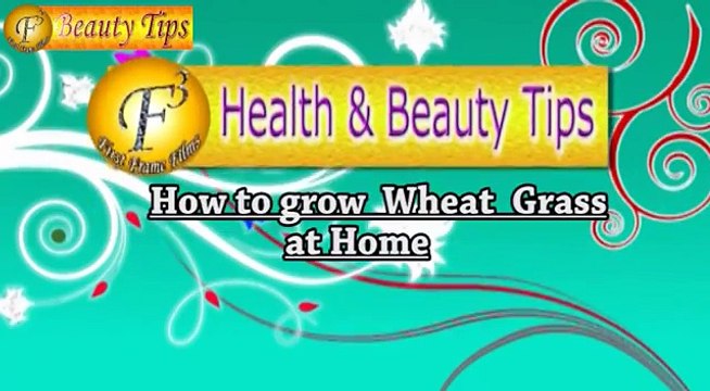 How to Grow Wheat Grass At Home & extract its Juice II गेंहू की घास उगाने और रस निकालने की विधि II