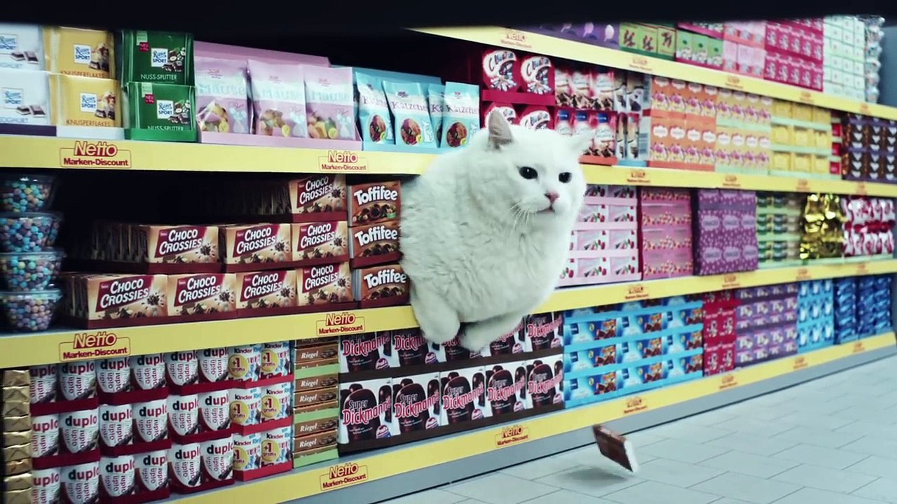 Des chats font leurs courses !