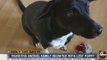 Reunited! A family was overjoyed when their lost puppy was returned after a crash in Flagstaff recently