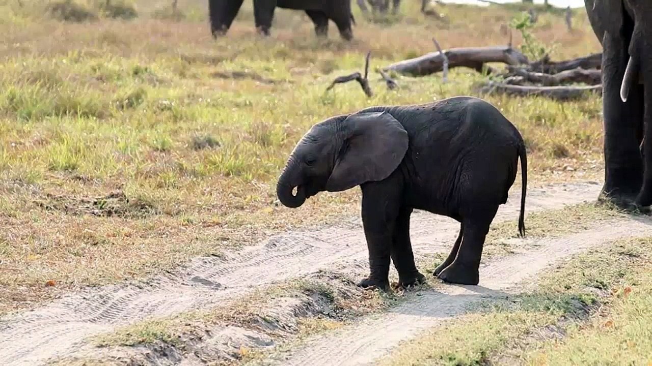 Cute baby elephant playing with trunk   FUNNY BABY Animals 2016 - YouTube