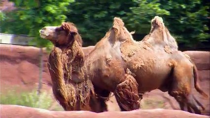 Animal Atlas, Animals of Asia