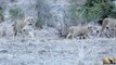 Lions Cubs   The First Hours of Life    Cute lion cubs in Africa    Lion Family 2017