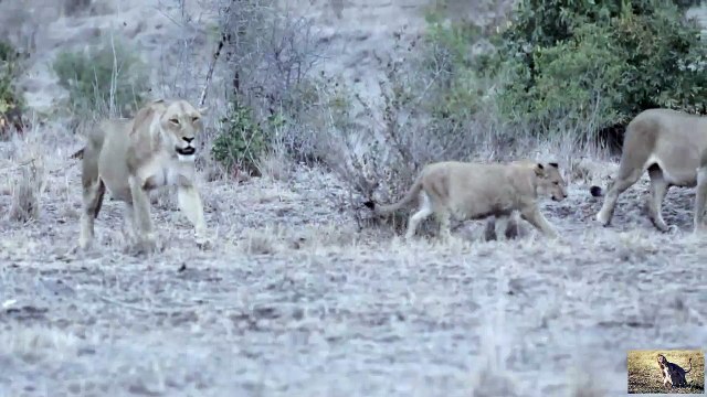 Lions Cubs The First Hours of Life Cute lion cubs in Africa Lion Family 2017