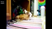 Mating FAIL COMPILATION 2014 ★ CATS vs DOGS (18 ) - الحيوانات الجنس