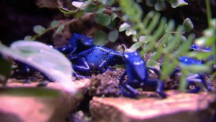 Animal Atlas, Going Amphibious