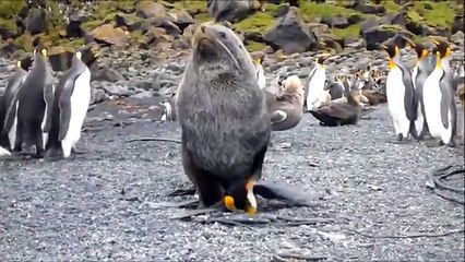 Seal has SEX with Penguin - Animal Love XXX