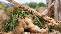 الاسود المفترسة - ملوك السافانا- اجمل فيديو عن الحياه فى غابات افريقيا   لن تندم على المشاهدة