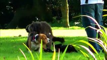 Dog Mating FAIL - GAY DOGS - सेक्स जानवरों - الحيوانات الجنس