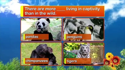 Animal Atlas, Pests, Parks, Pets, and People