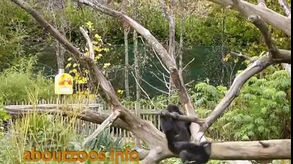 شاهد الغوريلا فى غابات افريقيا   الحياه فى برارى افريقيا 2016