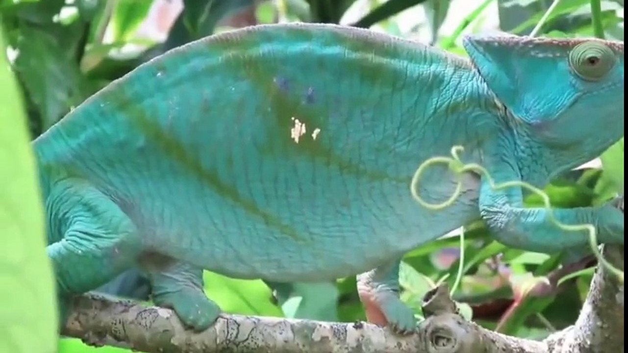 عالم الحيوانات المفترسة    فيديو رائع عن الحيوانات فى غابات افريقيا    شاهد روائع الحياة البرية