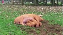 فيديوهات مضحكة للحيوانات  انثى الخنزير تطيح بابنها الصغير من امامها فى مشهد مضحك لن تتوقف عن الضحك