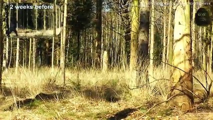 The BIGFOOT HABITAT - Real Yeti  Sasquatch Footage 2015 - Hábitat Pie Grande   Bigfoots