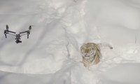 De magnifiques images de tigres filmées avec un drone !